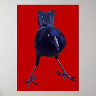 Póster Pájaro negro sobre rojo