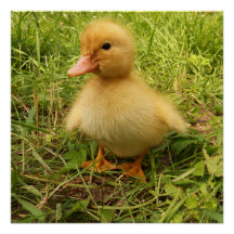 pájaro, pato, patito, amarillo, naturaleza, lindo,