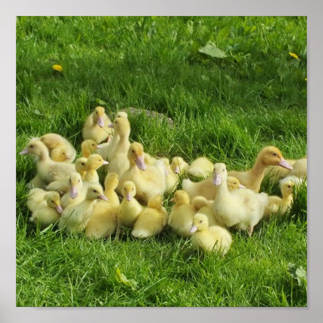 Póster pájaro, pato, pato, amarillo, naturaleza, lindo, b (Frente)