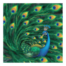 Pájaro Pavón Azul