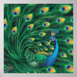 Póster Pájaro Pavón Azul