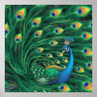 Póster Pájaro Pavón Azul