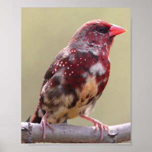 Póster Pájaro Pinzón Rojo de la Naturaleza