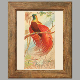 Póster Pájaro rojo del paraíso, pared de la galería conju