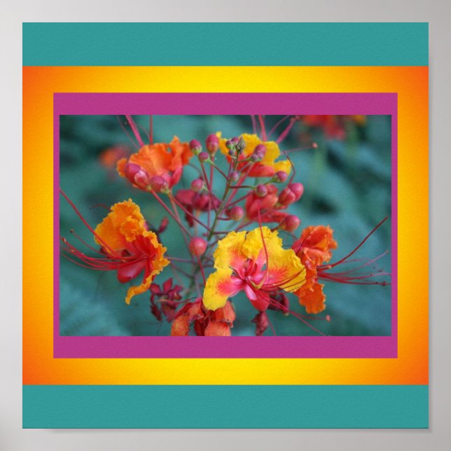 Póster Pájaro rojo del Poster del paraíso (Frente)