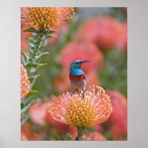 Póster Pájaro sol de doble collar mayor