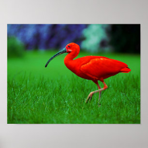 Póster Pájaro Tropical Con Largo Pico
