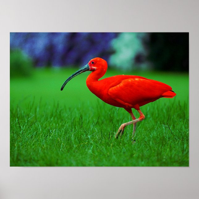 Póster Pájaro Tropical Con Largo Pico (Frente)