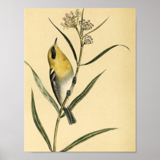 Póster Pájaro vintage de Warbler amarillo