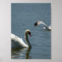 Póster Pájaro y cisne jugando en un