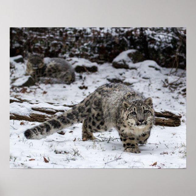 Póster Pájaros acosadores de leopardo de las nieves (Frente)