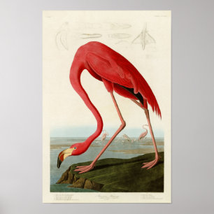 Póster Pájaros americanos de Juan Audubon del flamenco de