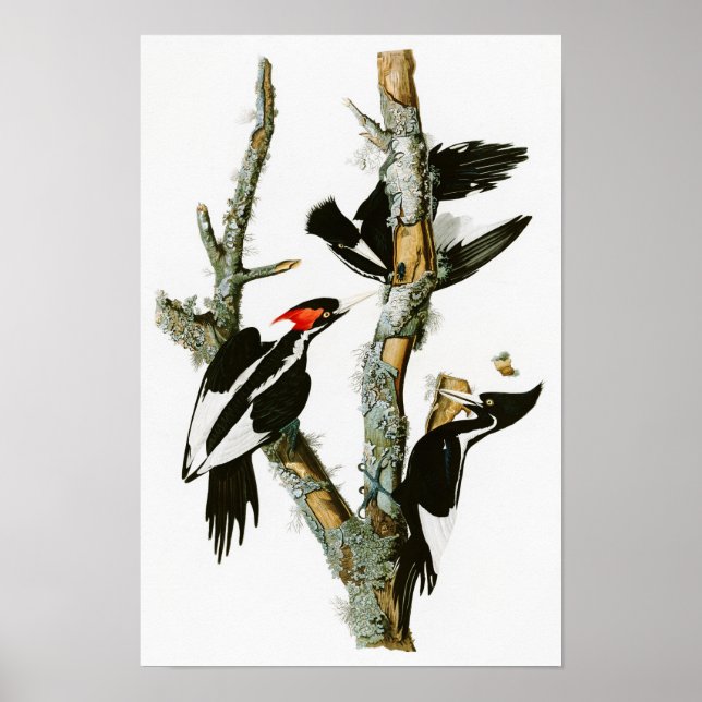 Póster Pájaros Audubon de Carbono de Marfil (Frente)