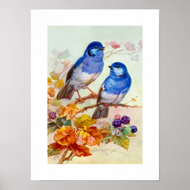 Póster Pájaros azules (Frente)
