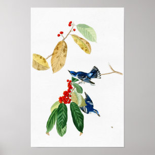 Póster Pájaros azules de John James Audubon de la curruca
