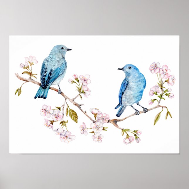 Póster Pájaros azules de montaña en la rama de Sakura (Frente)