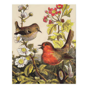 Póster Pájaros Cantores Robin Botánico Floral Vintage