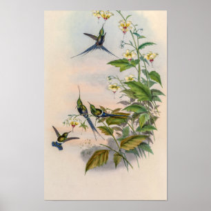 Póster Pájaros colibríes vintage de John Gould