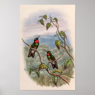 Póster Pájaros colibríes vintage de John Gould