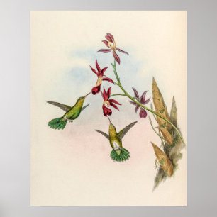 Póster Pájaros colibríes vintage de John Gould