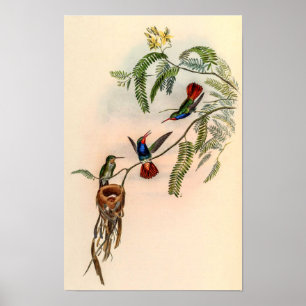 Póster Pájaros colibríes vintage de John Gould