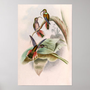 Póster Pájaros colibríes vintage de John Gould