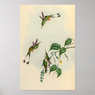 Póster Pájaros colibríes vintage de John Gould
