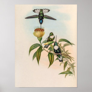 Póster Pájaros colibríes vintage de John Gould