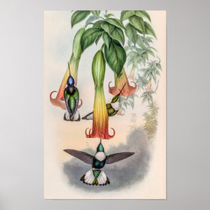 Póster Pájaros colibríes vintage de John Gould