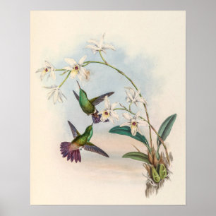 Póster Pájaros colibríes vintage de John Gould