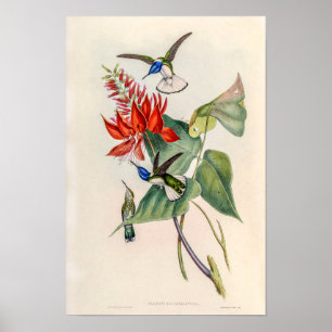 Póster Pájaros colibríes vintage de John Gould