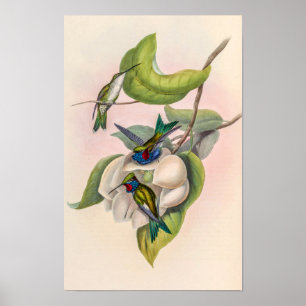 Póster Pájaros colibríes vintage de John Gould
