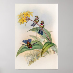 Póster Pájaros colibríes vintage de John Gould