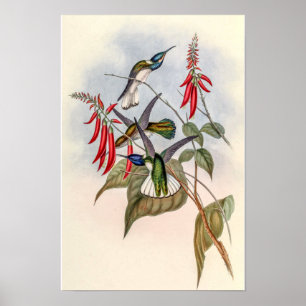 Póster Pájaros colibríes vintage de John Gould
