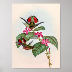 Póster Pájaros colibríes vintage de John Gould