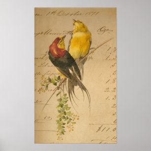 Póster Pájaros coloridos del vintage en el papel de libro