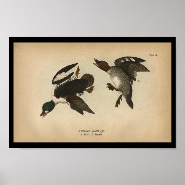 Póster Pájaros de 1890 (Frente)