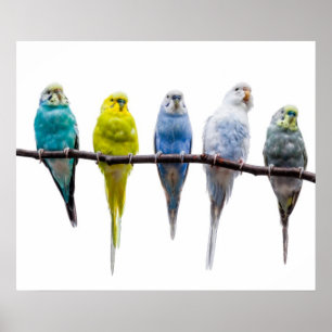 Póster Pájaros de Budgie