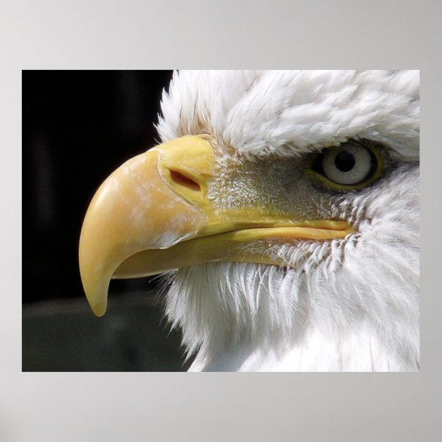 PÓSTER PÁJAROS DE EAGLE (Frente)