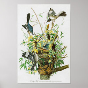 Póster Pájaros de John James Audubon del pájaro que