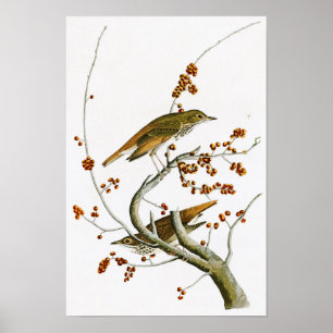 Póster Pájaros de John James Audubon del tordo de