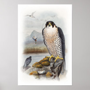 Póster Pájaros de Juan Gould del halcón de peregrino de