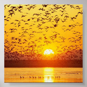 Póster pájaros de la puesta del sol