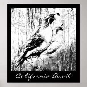 Póster Pájaros de las codornices de California del diseño