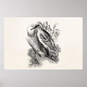 Póster Pájaros de madera del picoteador del pájaro de la