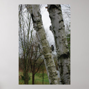 Póster Pájaros de madera en primavera