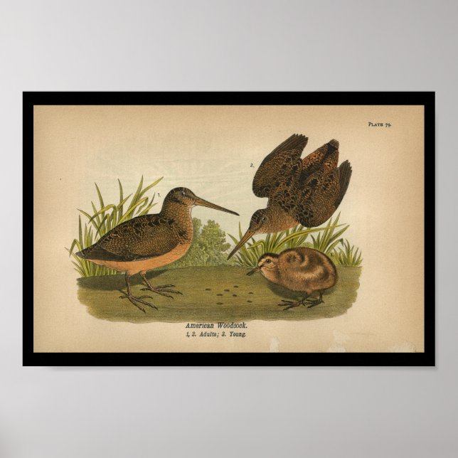 Póster Pájaros de madera estadounidenses impresos en 1890 (Frente)