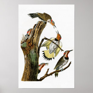 Póster pájaros De oro-cons alas de Audubon de la