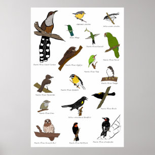 Póster Pájaros de Puerto Rico