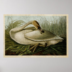 Póster Pájaros del cisne de trompetista de la placa el